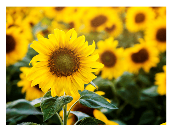 Spring Sunflower Greeting Card