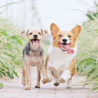 Pet